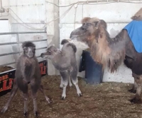 Die beiden Kamelfohlen mit einer ihrer Mütter