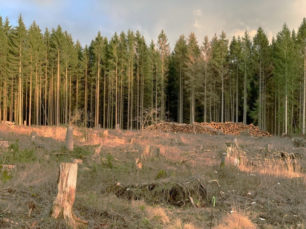 Der heimische Wald, wie hier zwischen Frankenberg (Eder) und Rosenthal, ist in keinem guten Zustand: viele abgestorbene und gefällte Bäume prägen das Bild, die Trockenheit erschwert die Wiederaufforstung