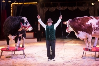 Dresurnummer im Zirkus Gebrüder Barelli mit den Kühen Heidi und Milka